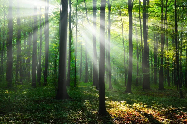 Belle Matinée Ensoleillée Dans Forêt Verte — Photo