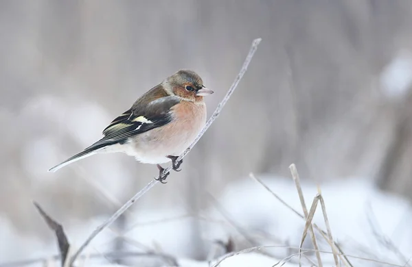 Common Chaffinch Fringilla Coelebs Close — Stock Photo, Image