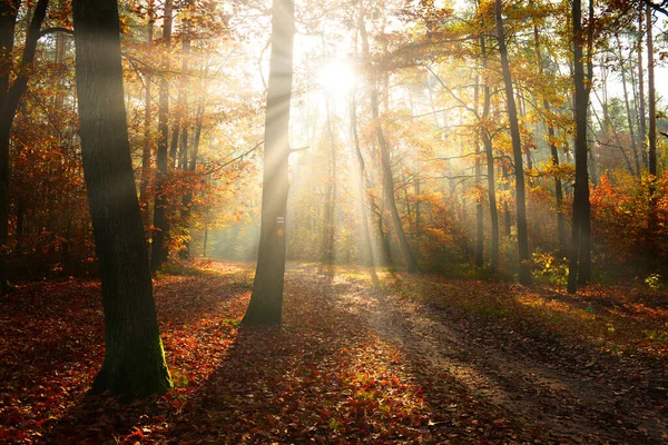 Çok Güzel Bir Sabah Sonbahar Orman — Stok fotoğraf