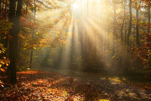 Piękny Poranek Lesie Jesienią — Zdjęcie stockowe