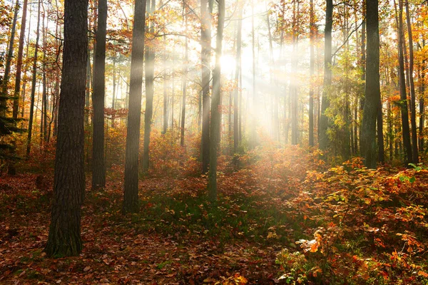 Őszi Erdő Gyönyörű Reggel — Stock Fotó