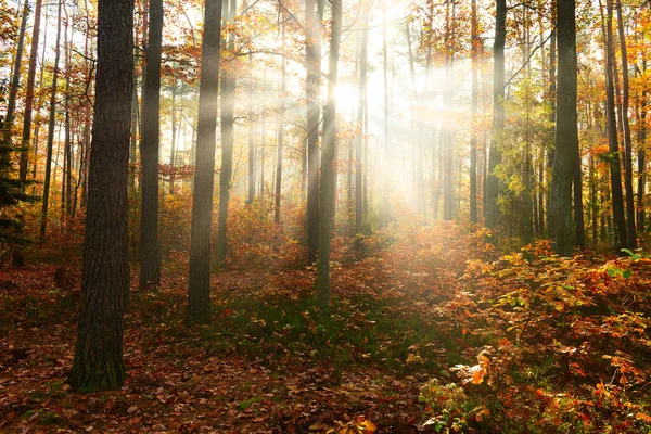 Belle Matinée Dans Forêt Automne — Photo