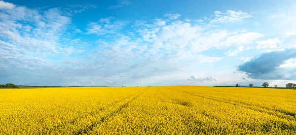 Beautiful Day Rape Fields Panorama — Stok fotoğraf