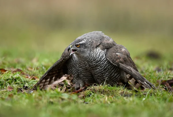 Kuzey Şahini Accipiter Gentilis Kapat — Stok fotoğraf