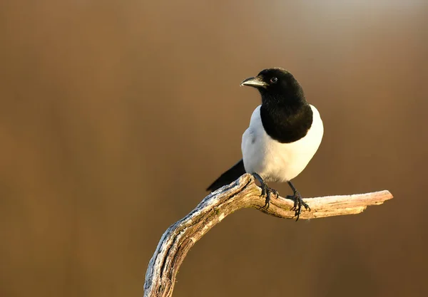 Magpie Pássaro Perto Pica Pica — Fotografia de Stock