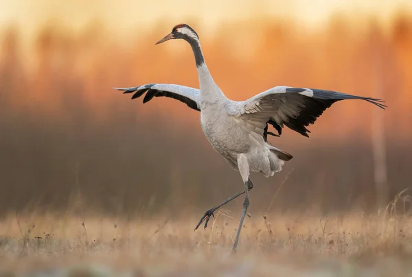 Common Crane Birds Grus Grus — Fotografia de Stock