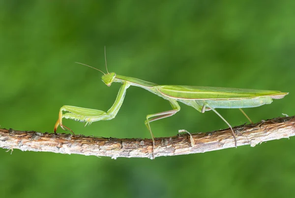 Praying Mantis Mantis Religiosa Close — Stockfoto