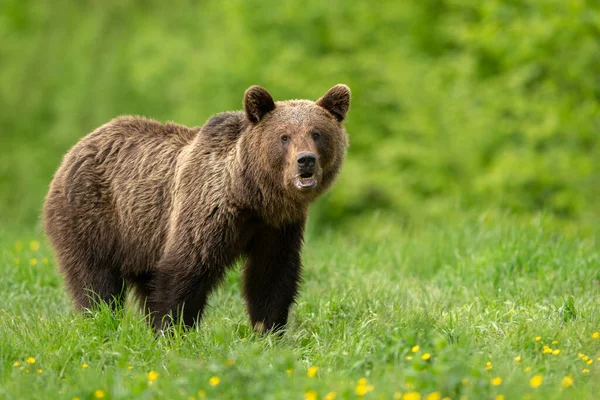 Urso Pardo Selvagem Ursus Arctos — Fotografia de Stock