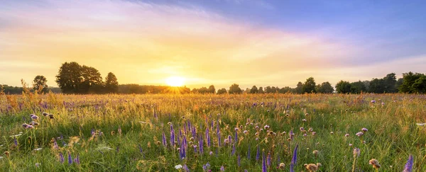 Beautiful Foggy Sunrise Field Flowers — Foto Stock