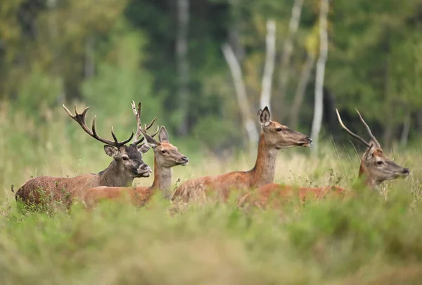 European Deer Herd Cervus Elaphus Rut — Fotografia de Stock