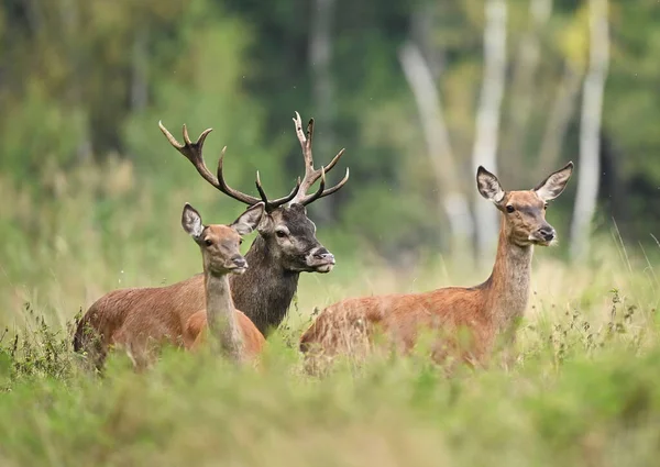 European Deer Herd Cervus Elaphus Rut — Fotografia de Stock