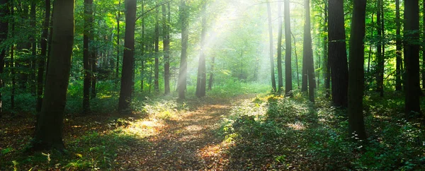 Krásné Slunečné Dopoledne Zeleném Lese — Stock fotografie