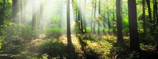 Çok güzel bir güneşli sabah yeşil orman