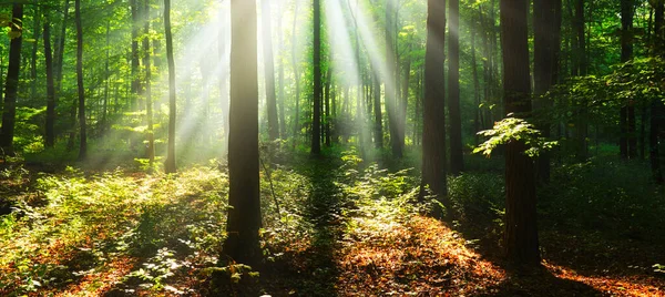 Bela Manhã Ensolarada Floresta Verde — Fotografia de Stock