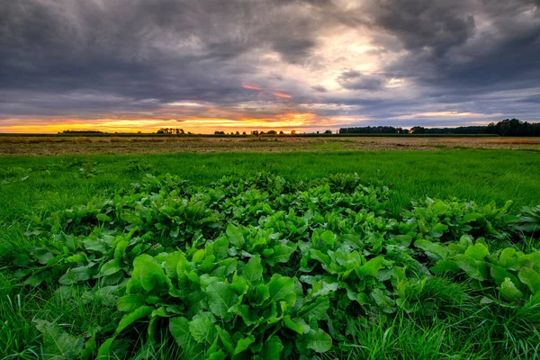 Vacker Solnedgång Över Fältet Med Gröna Växter — Stockfoto