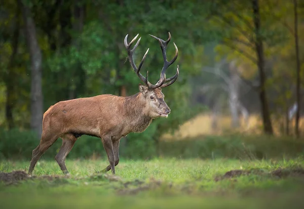 European Deer Male Buck Cervus Elaphus — Fotografia de Stock