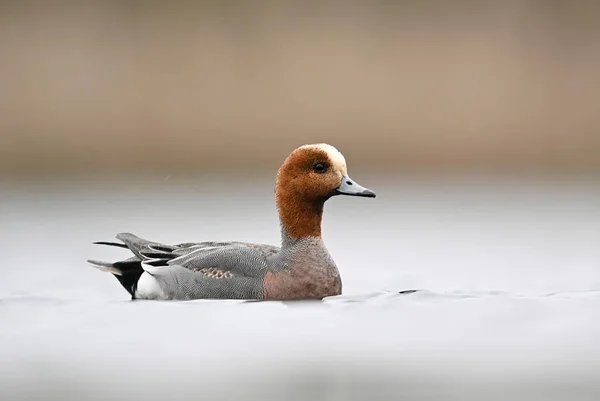 Птица Утка Mareca Penlope — стоковое фото