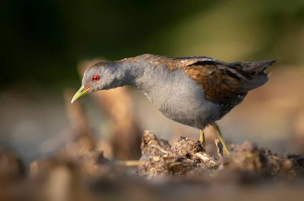 Küçük Crake Kuşu Porzana Parva — Stok fotoğraf