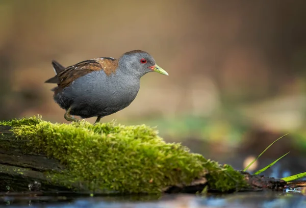 Little Crake Bird Porzana Parva — Stock Photo, Image