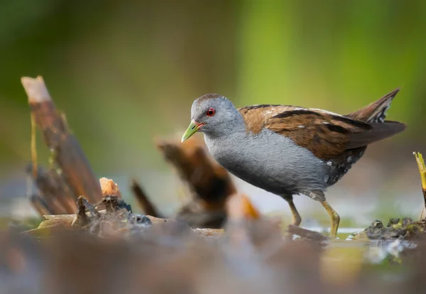 Petit Oiseau Râteau Porzana Parva — Photo