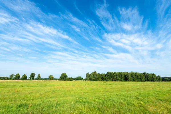 Piękny Letni Dzień Nad Zielonymi Polami Przeciwko Błękitnemu Pochmurnemu Niebu — Zdjęcie stockowe