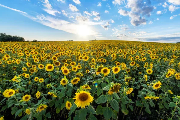Beautiful Summer Day Sunflowers Field — Stock Photo, Image