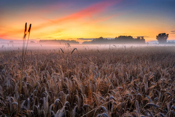 Foggy Morning Fields —  Fotos de Stock