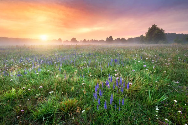 美丽的雾蒙蒙的日出笼罩着花田 — 图库照片