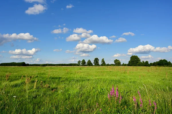 Vacker Sommardag Över Gröna Fält Mot Blå Molnig Himmel — Stockfoto