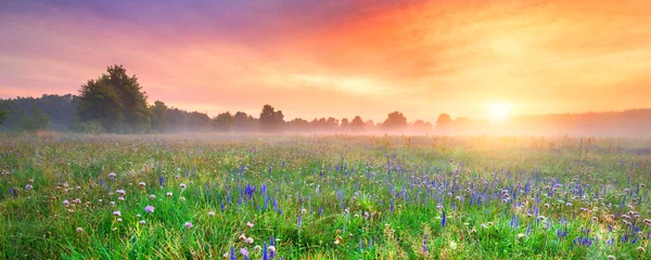 美丽的雾蒙蒙的日出笼罩着花田 — 图库照片