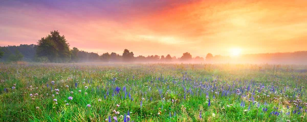 Beautiful Foggy Sunrise Field Flowers — Stock Photo, Image