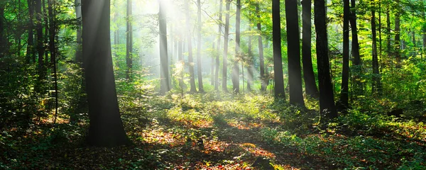 Piękny Słoneczny Poranek Zielonym Lesie Zdjęcia Stockowe bez tantiem