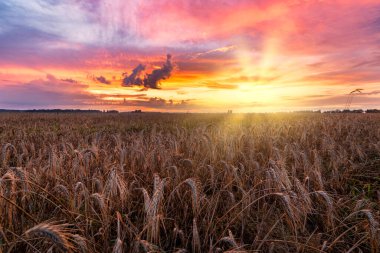 Güzel yaz günbatımı buğday tarlaları üzerinde 