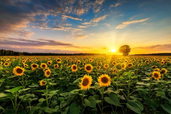 Krásný Západ Slunce Nad Slunečnicovým Polem — Stock fotografie