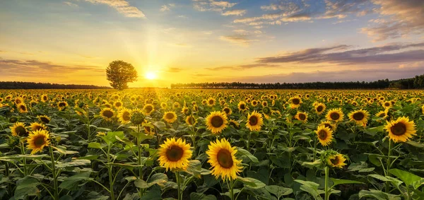 Schöner Sonnenuntergang Über Sonnenblumenfeld — Stockfoto