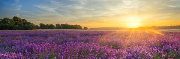 Schöner Sommersonnenuntergang Über Dem Lavendelfeld — Stockfoto