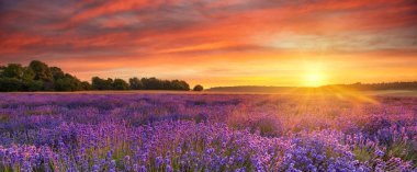 Lavanta tarlasında yaz günbatımı