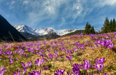 Kırsal çiçekli güzel bahar manzarası - Tatry dağları - Chocholowska Vadisi