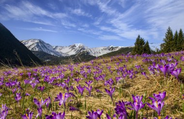 Kırsal çiçekli güzel bahar manzarası - Tatry dağları - Chocholowska Vadisi