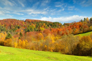 sonbahar yatay, sarı orman.