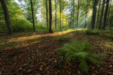 Ağaçlar ve yapraklarla dolu sonbahar ormanı