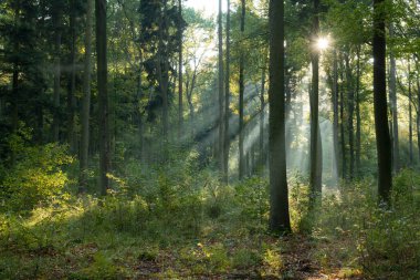 Sabah güzel bir orman