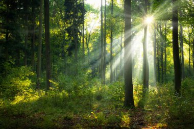 Yeşil ormanda güneşli güzel bir sabah