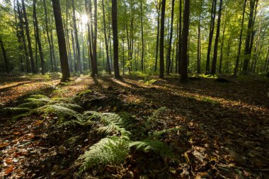Sabah güzel bir orman