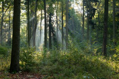 Yeşil ormanda güneşli güzel bir sabah