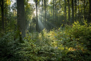 Yeşil ormanda güneşli güzel bir sabah