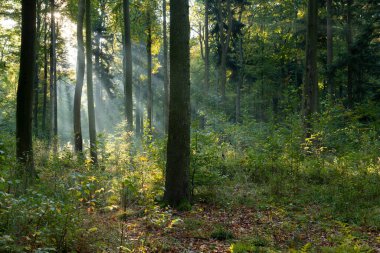 Yeşil ormanda güneşli güzel bir sabah