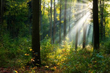Beautiful sunny morning in the green forest