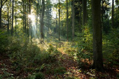 Yeşil ormanda güneşli güzel bir sabah