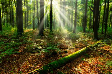 Yeşil ormanda güneşli güzel bir sabah